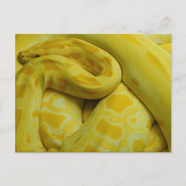 Cartão Postal Python Amarelo birmanês (Frente)