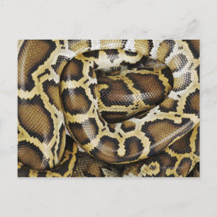 Cartão Postal Python birmanês
