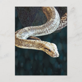Cartão Postal Python Cobra