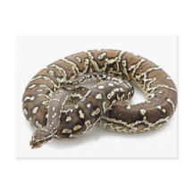 Python Cobra Réptil