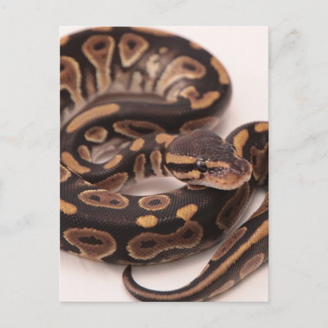 Cartão Postal Python de Ball Negro e Amarelo (Frente)