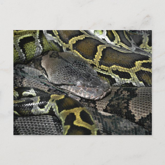 Cartão Postal Python molurus bivittatus (Frente)