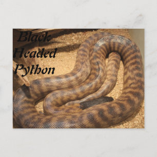Cartão Postal Python Preto