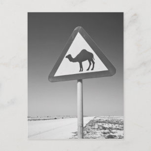 Cartão Postal Qatar, Al Zubarah. Camel Crossing Sign-Road até