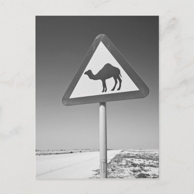 Cartão Postal Qatar, Al Zubarah. Camel Crossing Sign-Road até (Frente)