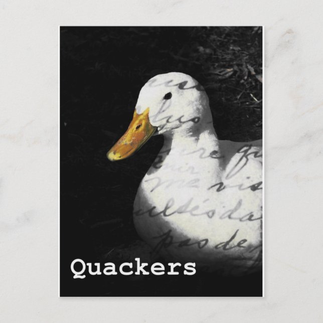 Cartão Postal Quackers (Frente)