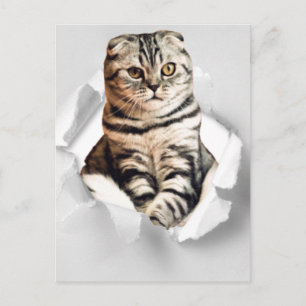 Cartão Postal Quadrado de papel rasgado de gato gráfico 3d engra