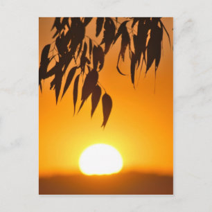 Cartão Postal Quadro da Natureza