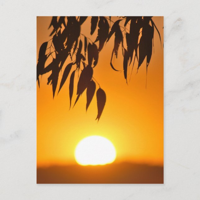 Cartão Postal Quadro da Natureza (Frente)