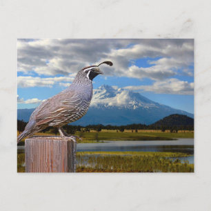 CARTÃO POSTAL QUAIL E MT SHASTA