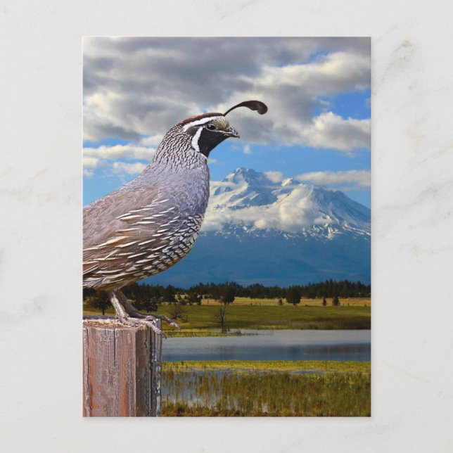 CARTÃO POSTAL QUAIL E MT SHASTA (Frente)