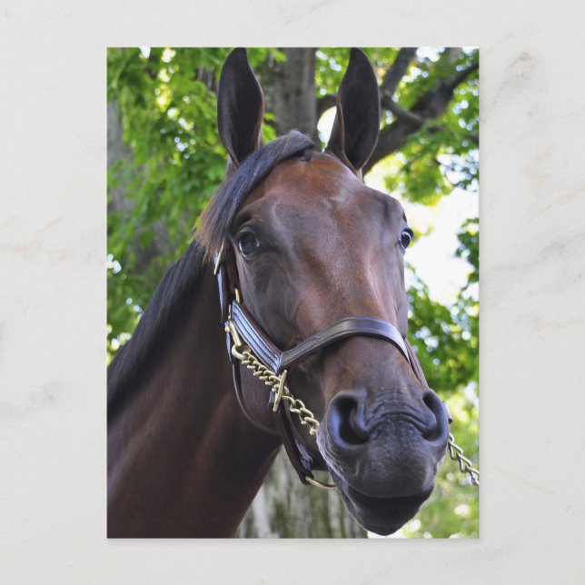 Cartão Postal Qualidade alusiva (Frente)