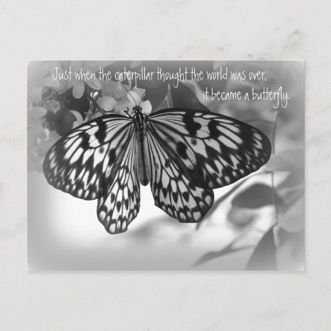 Cartão Postal Quando a lagarta pensava no mundo (Frente)