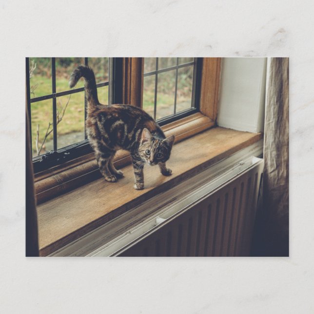 Cartão Postal Quanto é esse Gatinho na janela? (Frente)