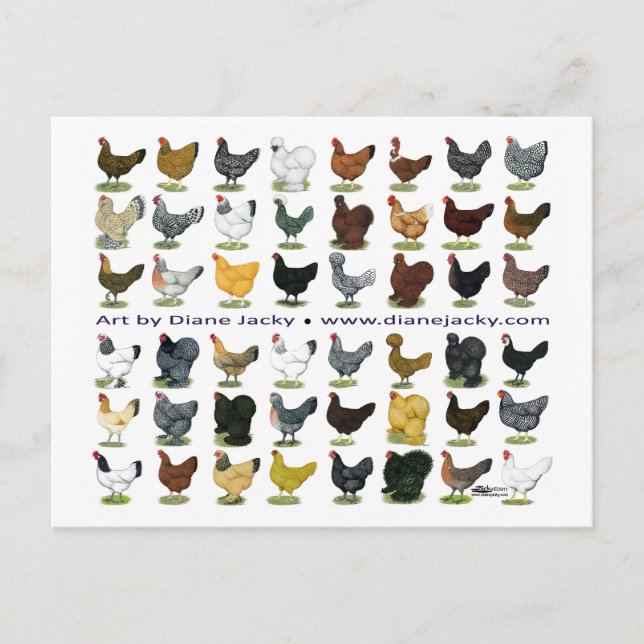 Cartão Postal Quarenta e oito Hen Promo (Frente)