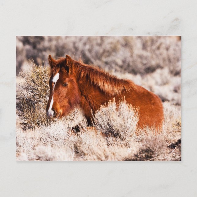 Cartão Postal Quarenta Piscar os olhos (Frente)