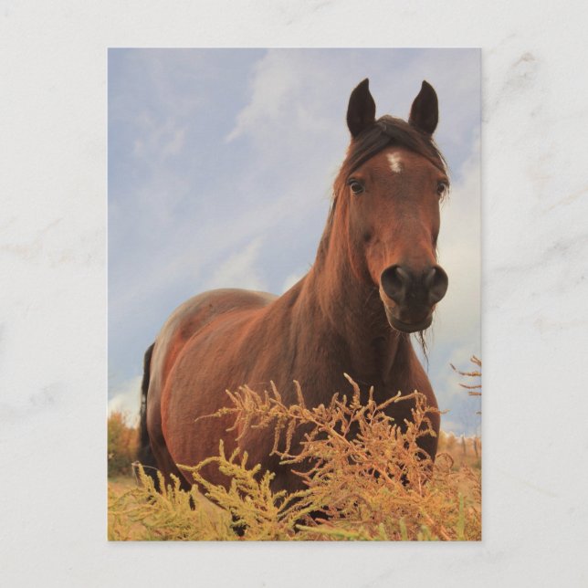Cartão Postal Quarter Horse (Frente)