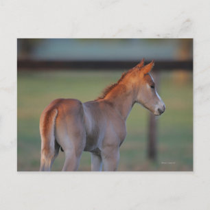 Cartão Postal Quarter Horse Foal