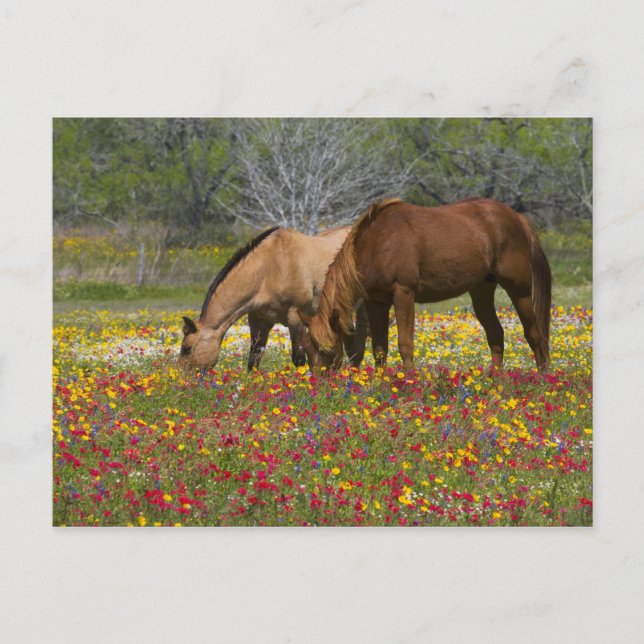 Cartão Postal Quarter Horse in field of wildflowers near Cuero (Frente)