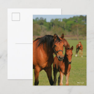 Cartão Postal Quarter Horse Mare e Foto em Permanente
