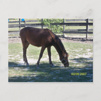Cartão Postal Quarter Paso Colt Grazing
