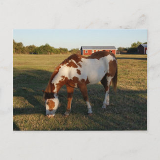 Cartão Postal Quarto cavalo 4