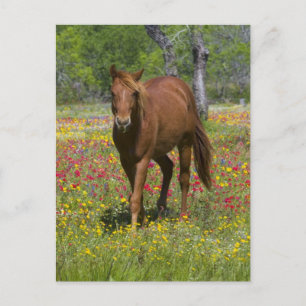 Cartão Postal Quarto Cavalo no Campo de Flores Selvagens