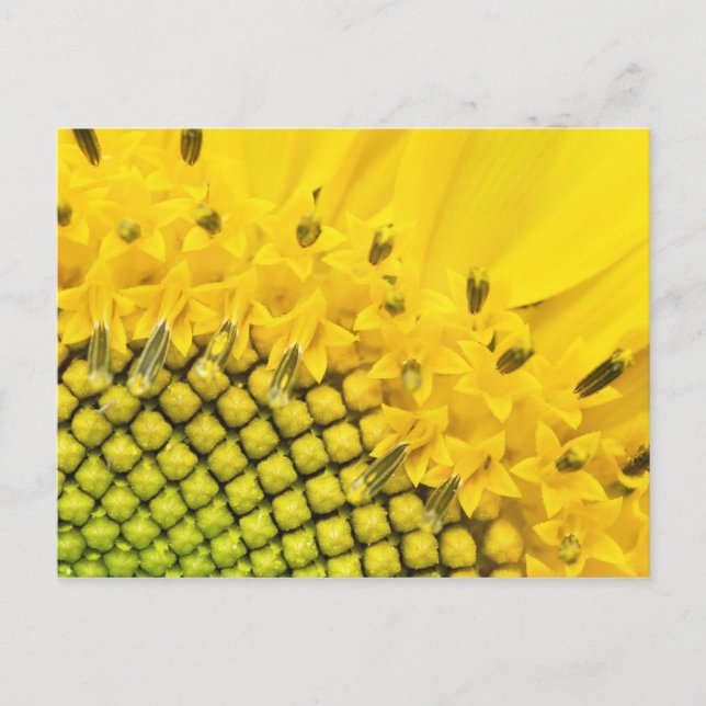 Cartão Postal quarto de sol (Frente)