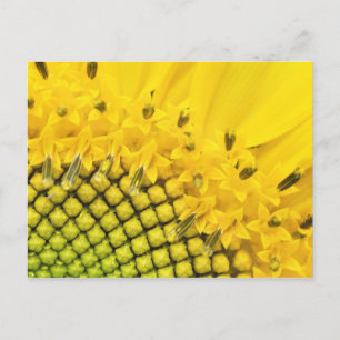 Cartão Postal quarto sol