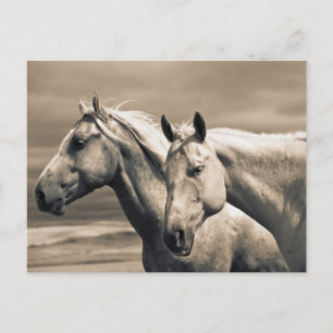 Cartão Postal Quartos Cavalos Na Prairie Canadense