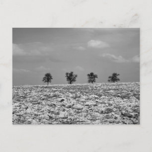 Cartão Postal Quatro Árvores, Campo, Campos / Fotografia em Pret