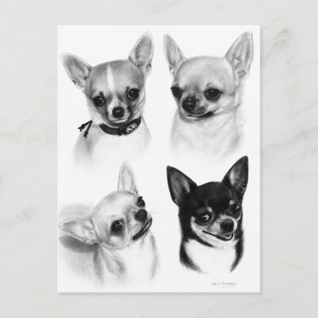 Cartão Postal Quatro Chihuahuas - Trabalho de arte pintado com m (Frente)