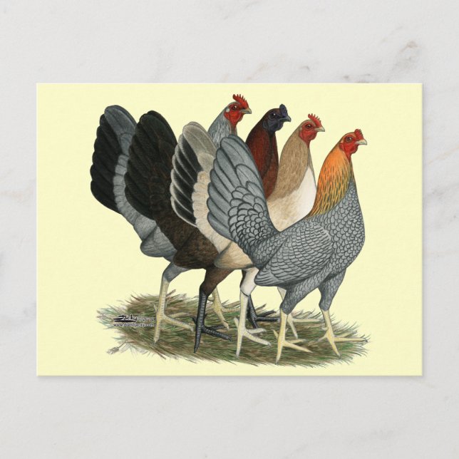 Cartão Postal Quatro Galinhas Gamefowl (Frente)