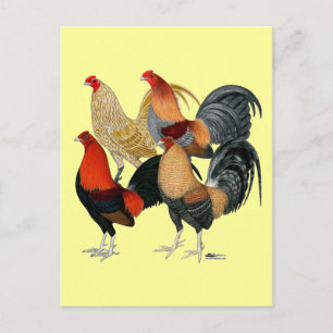 Cartão Postal Quatro Gamecocks