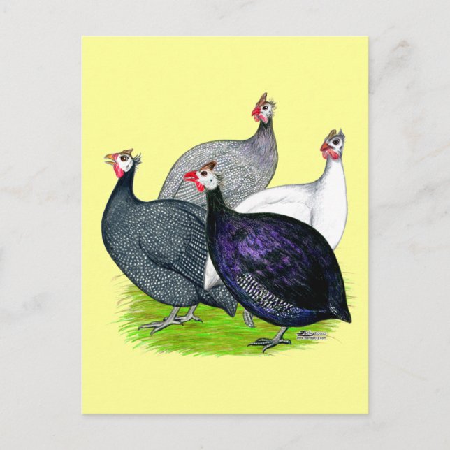 Cartão Postal Quatro Guineas (Frente)