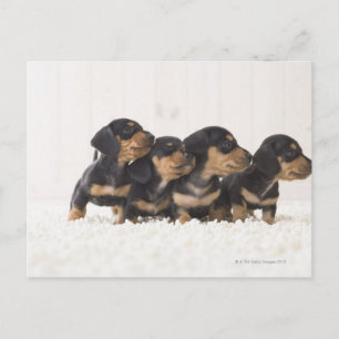 Cartão Postal Quatro Mini Dachshund
