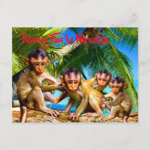 Cartão Postal Quatro Pequenos Macacos