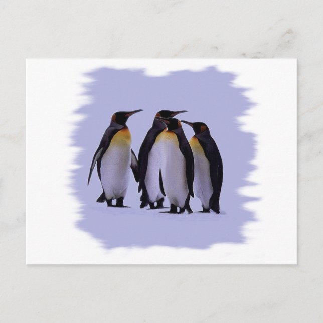 Cartão Postal Quatro pinguins (Frente)