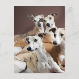 Cartão Postal Quatro whippets