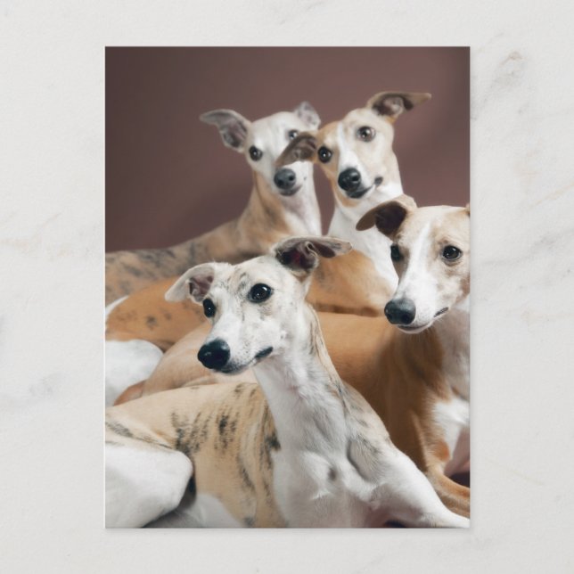 Cartão Postal Quatro whippets (Frente)