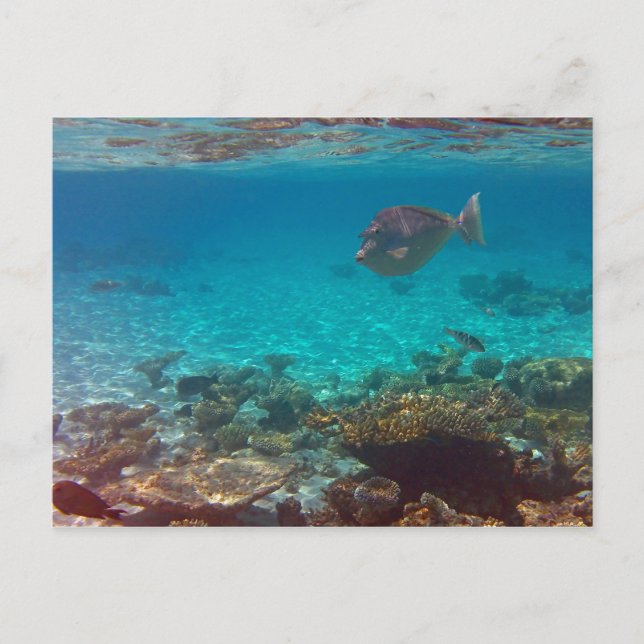 Cartão Postal Que?? (Frente)