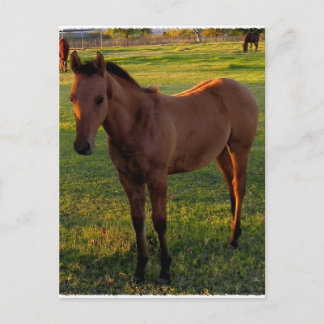 Cartão Postal Que Bela Manhã Em Wickenburg