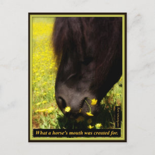 Cartão Postal Que boca de cavalo foi criada