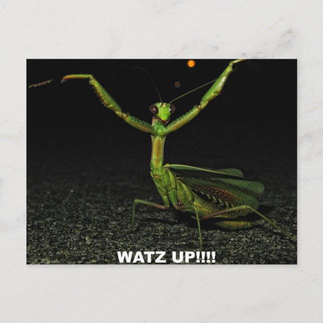 Cartão Postal Que é que há, Louva-a-Deus (Frente)