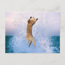 Cartão Postal Quebra de Gatos