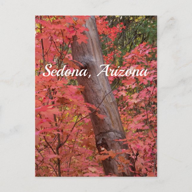 Cartão Postal Queda a rosa em Sedona (Frente)