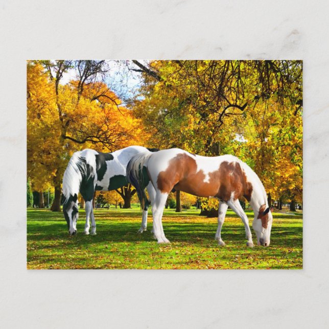 Cartão Postal "Queda à tarde" (Frente)