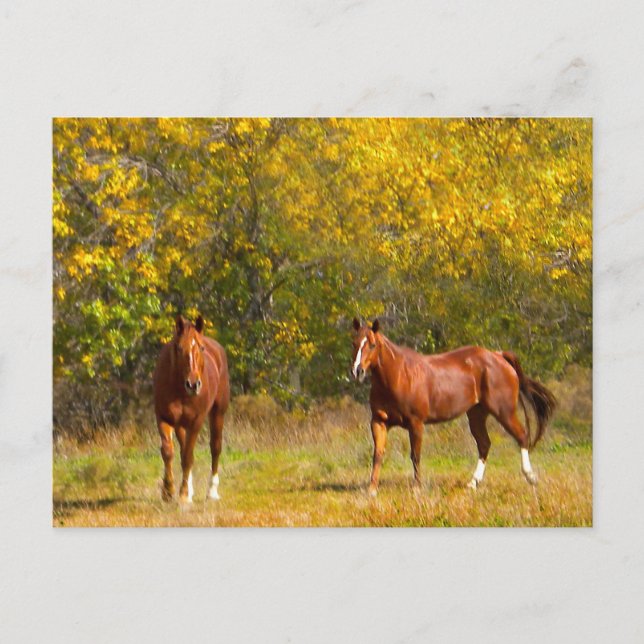 Cartão Postal Queda de Cavalos de castanha (Frente)
