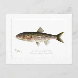 Cartão Postal Queda de Peixe ou Chub Silver