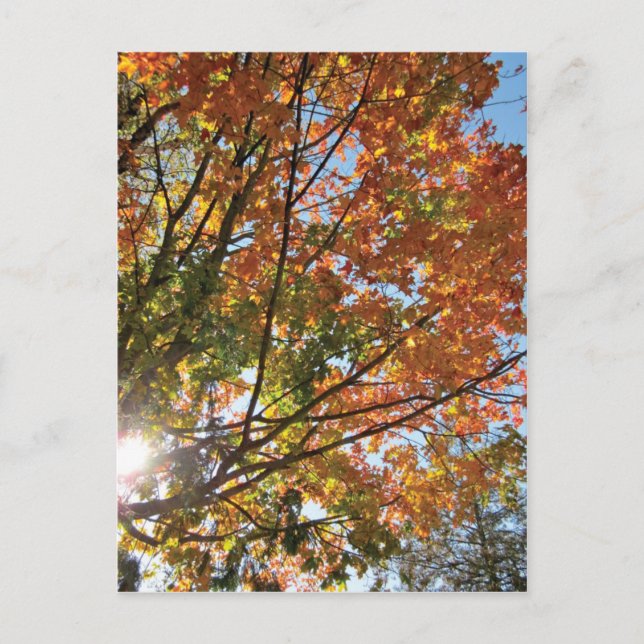 Cartão Postal Queda do condado da porta (Frente)